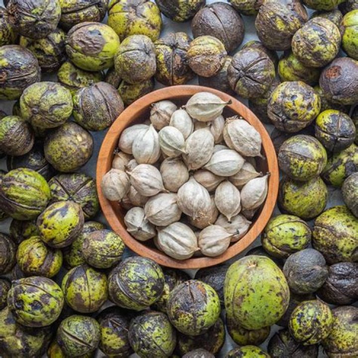 Can you eat mockernut hickory nuts?