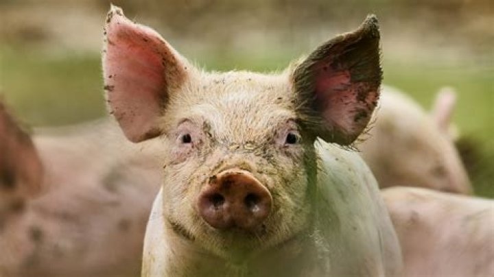 Can you eat pig snout?
