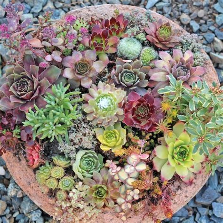 Can you eat sempervivum?