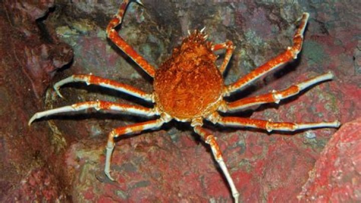 Can you eat soldier crab?