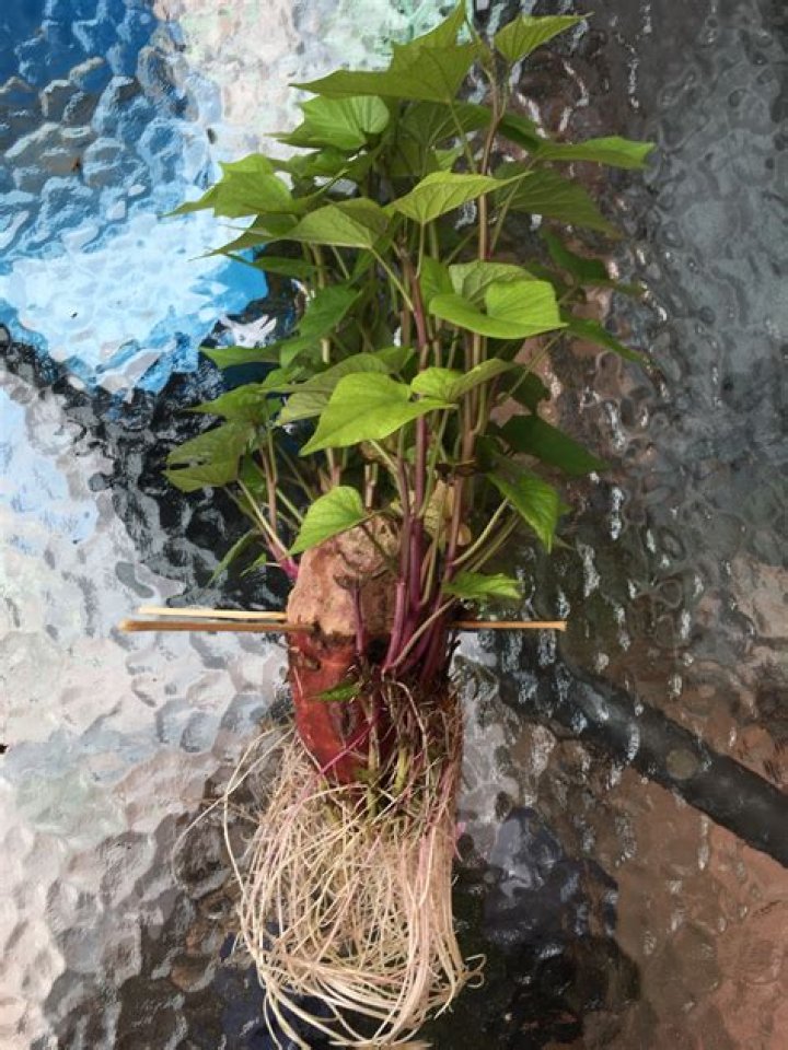 Can you eat sweet potato leaves?