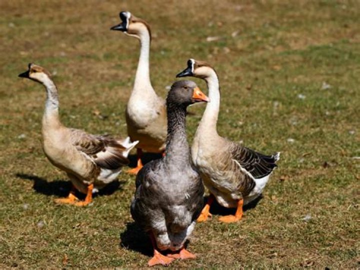 Can you eat toulouse geese?