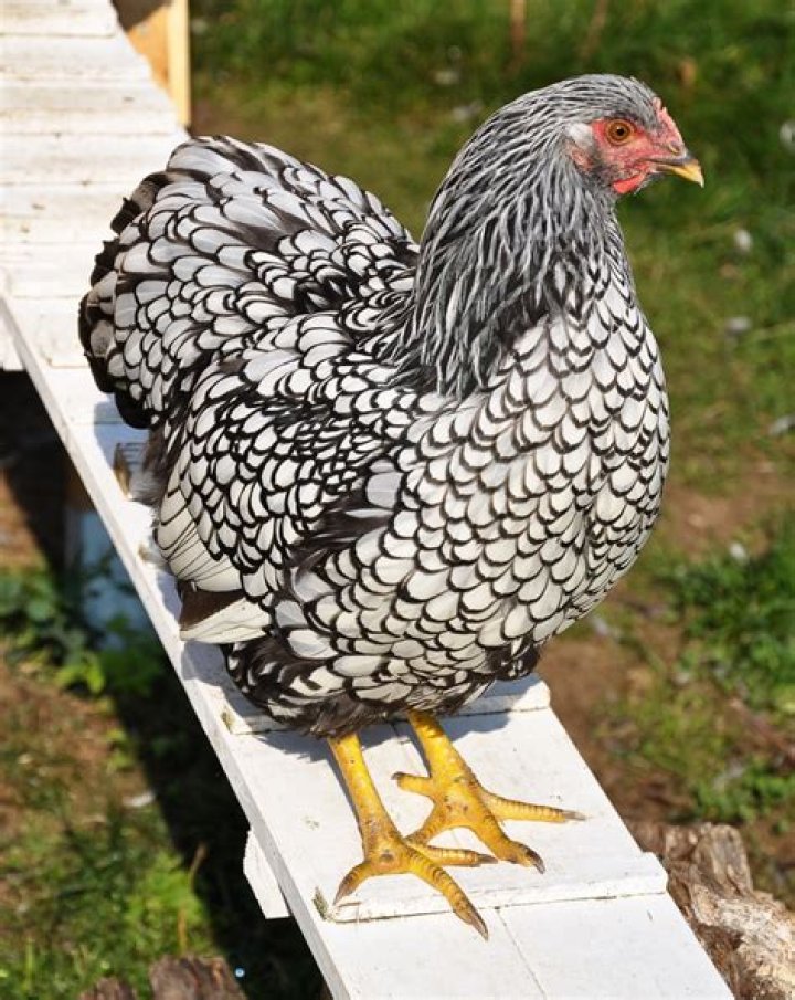 Can you eat wyandotte chickens?