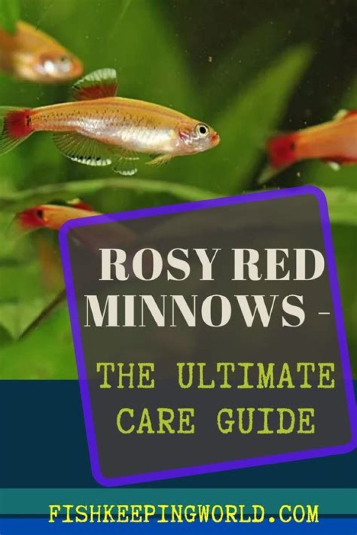 Can you fish with rosy red minnows?