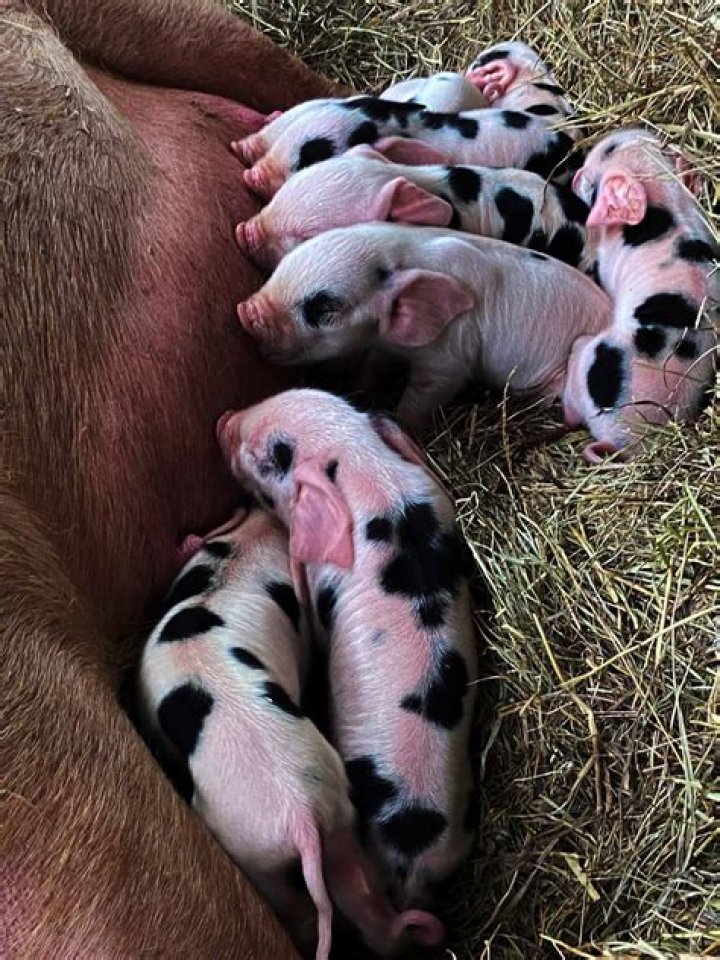 Can you give piglets baby formula?