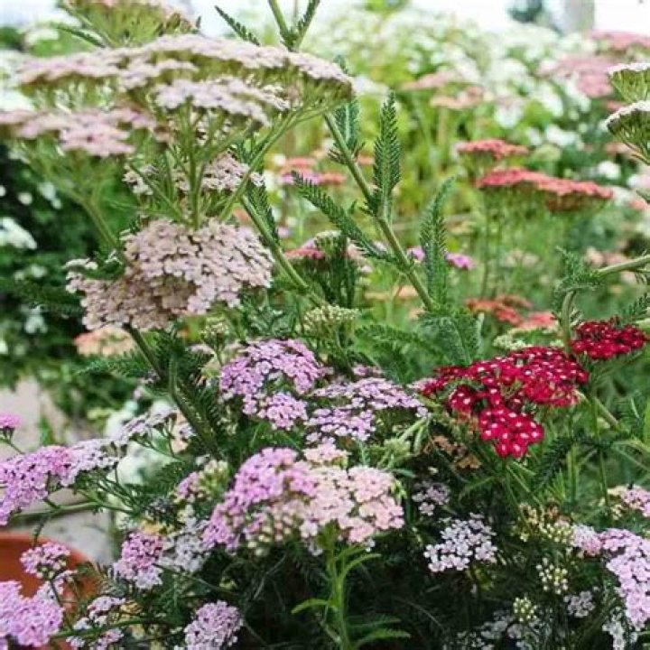 Can you grow achillea in pots?