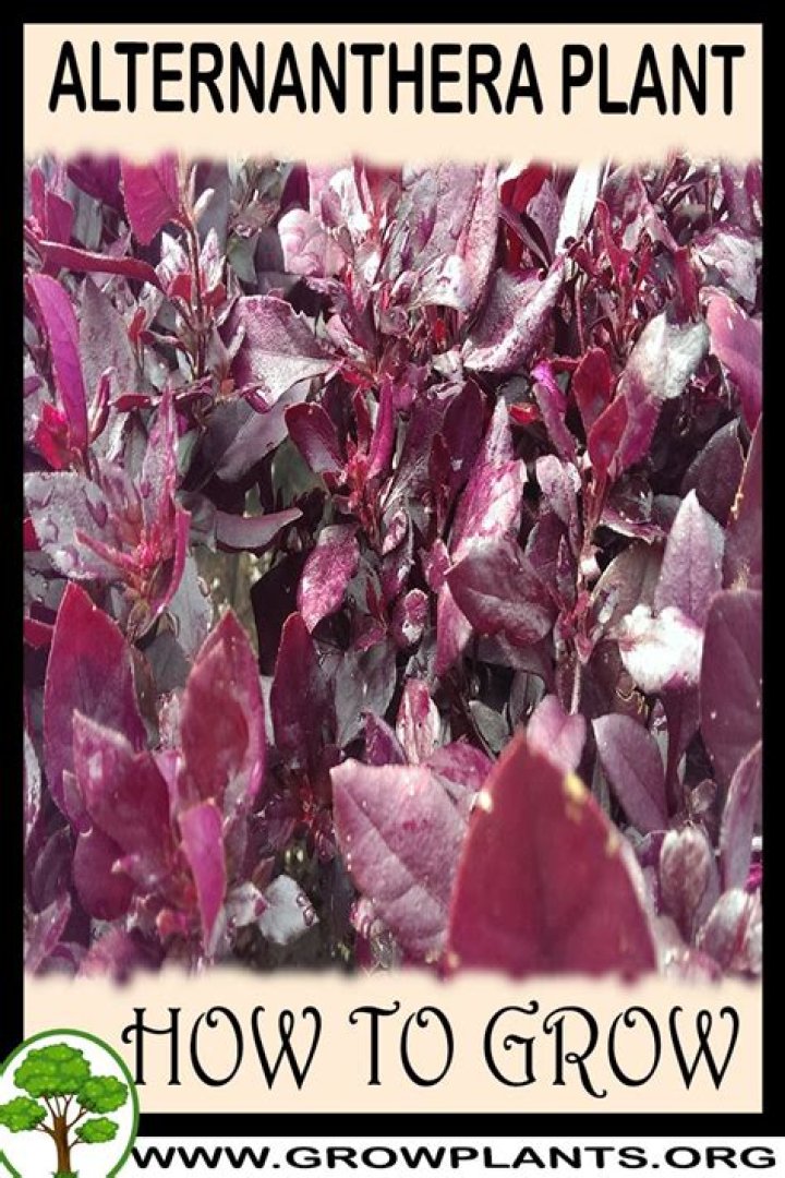 Can you grow alternanthera indoors?