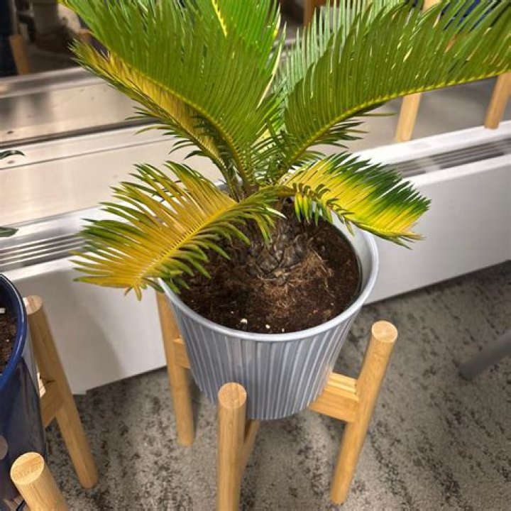 Can you grow cycads indoors?