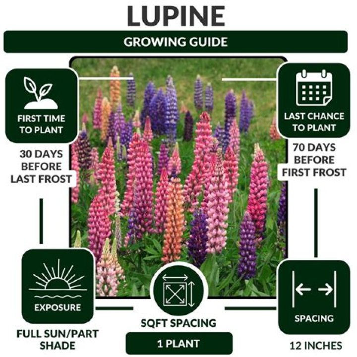 Can you grow lupines from seeds?