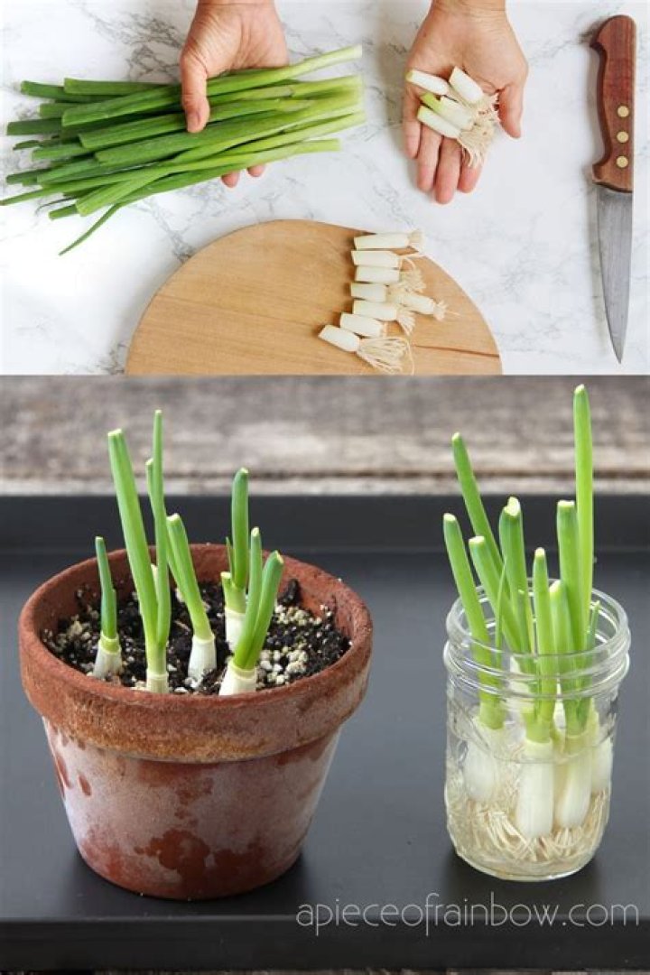 Can you grow onions from cuttings?