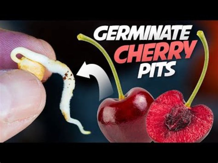 Can you grow rainier cherries from seeds?