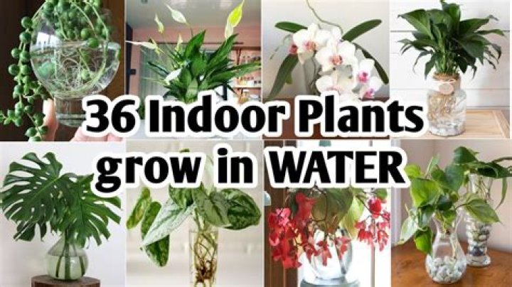 Can you grow tete a tete indoors?