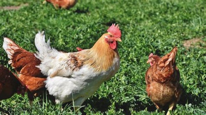 Can you have chickens in bismarck nd?