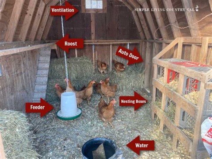 Can you have chickens in roscoe?
