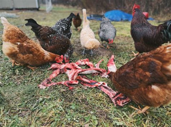 Can you have chickens in trenton?