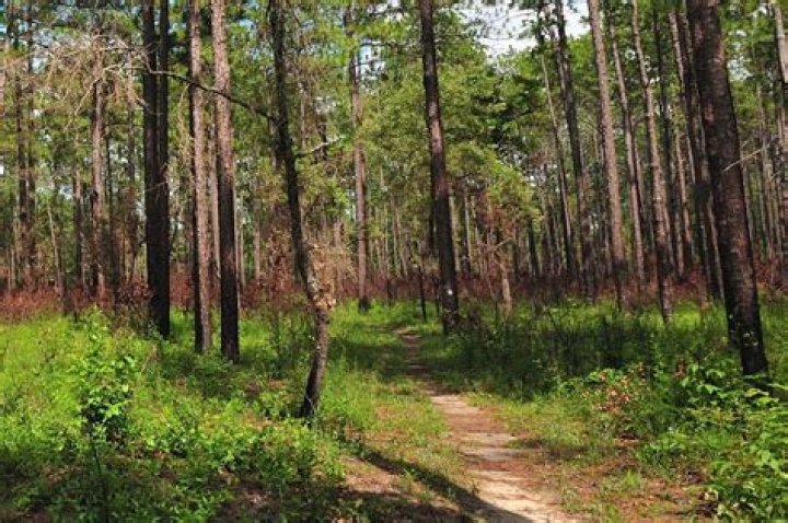 Can you hunt in tuskegee national forest?