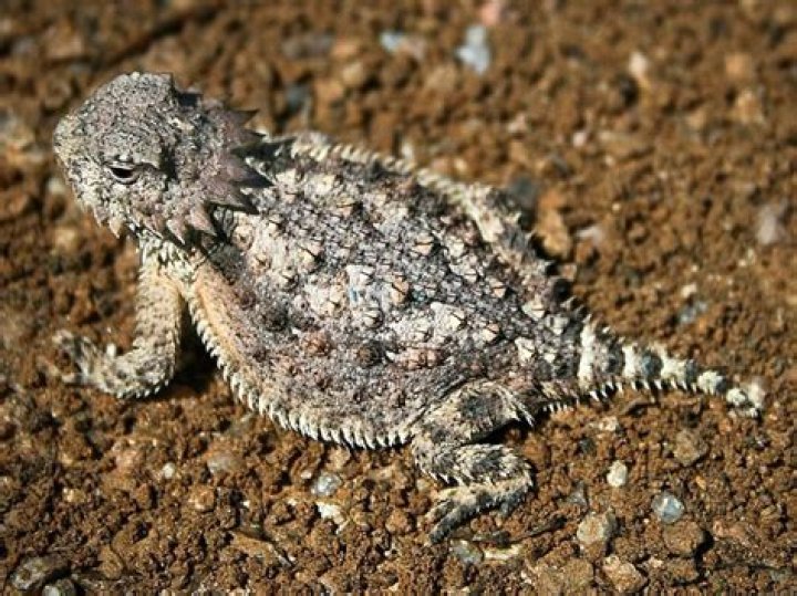 Can you keep a horned lizard as a pet?