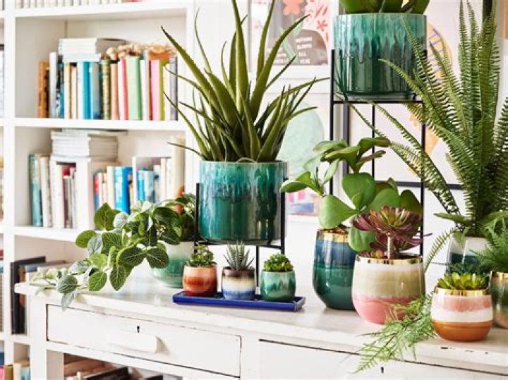 Can you keep cyclamens indoors?