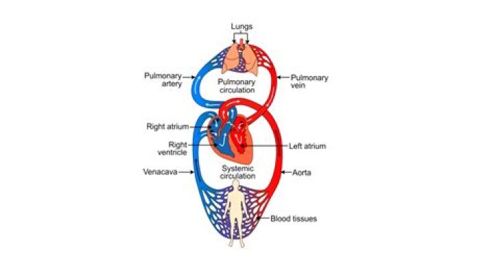 Can you live without the circulatory system?