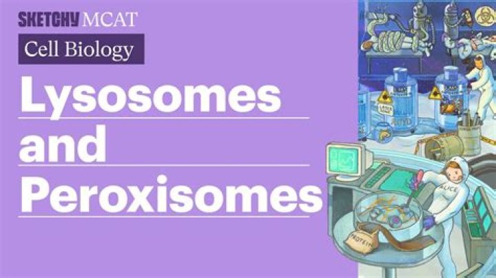 Can you make peroxisomes?