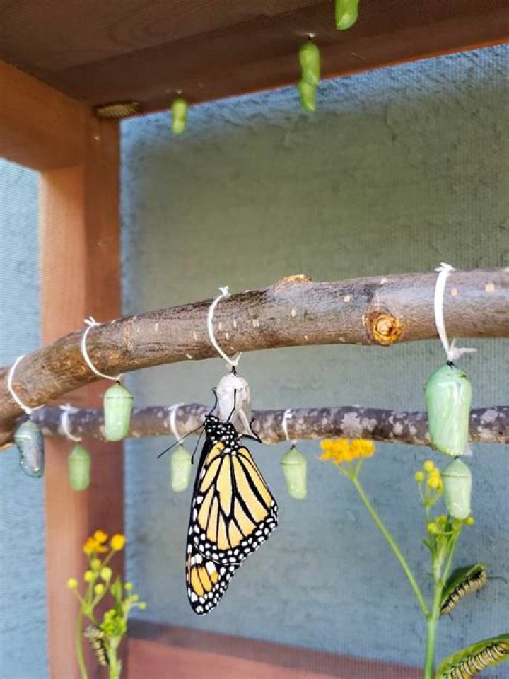Can you move a chrysalis?