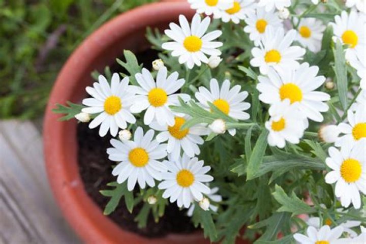 Can you move michaelmas daisies?