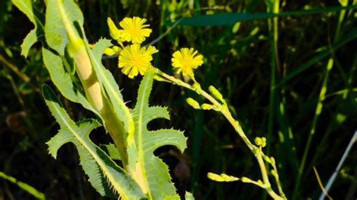 Can you overdose on lactuca virosa?