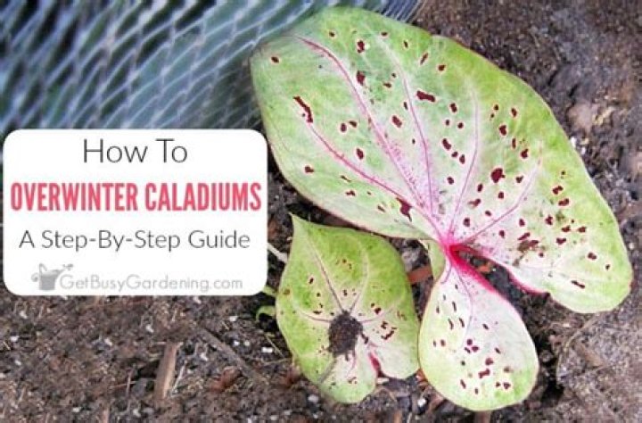 Can you overwinter caladiums?