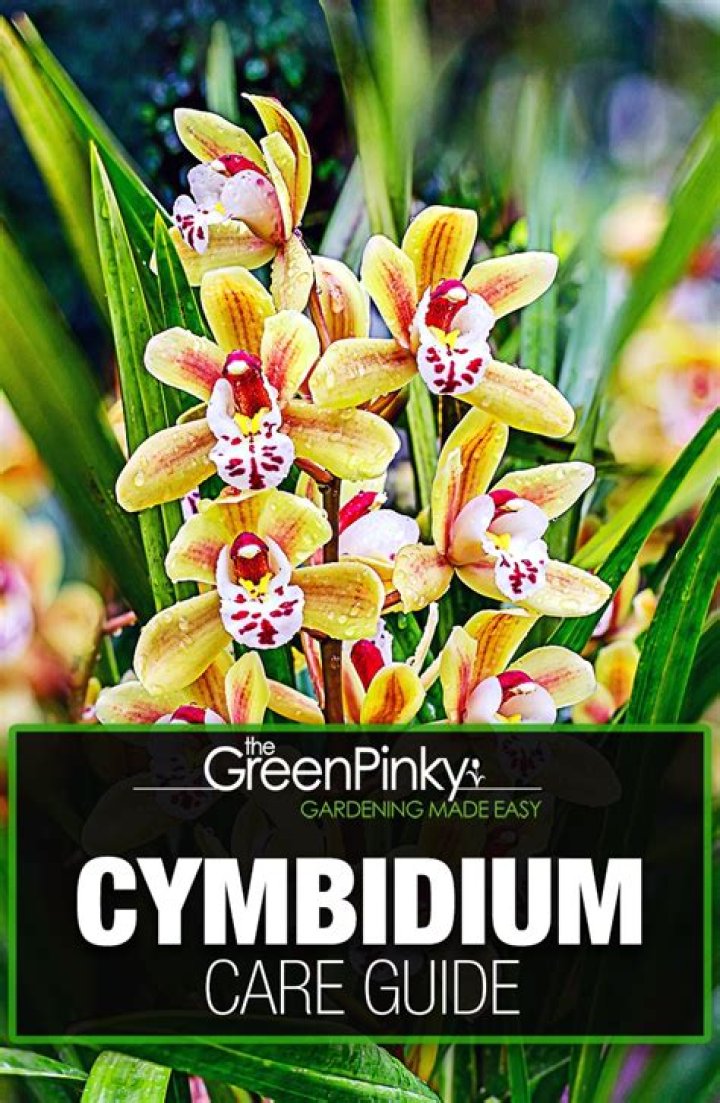 Can you plant cymbidiums in the ground?