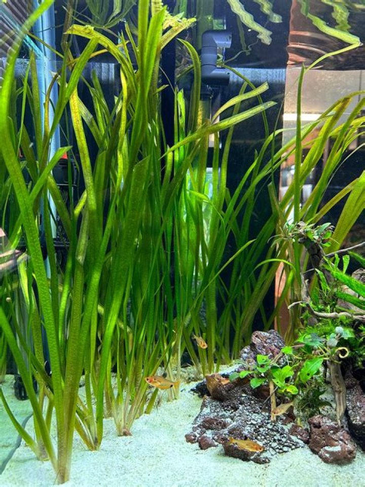 Can you plant vallisneria in sand?