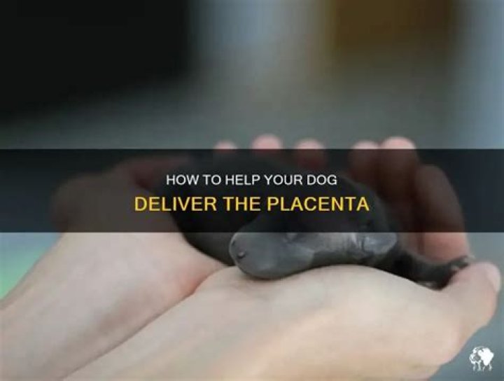 Can you pull the placenta out of a dog?