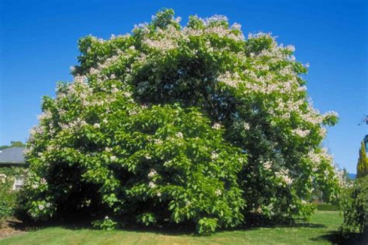 Can you root a catalpa tree?