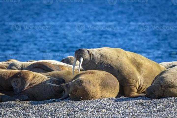 Can you see walruses?