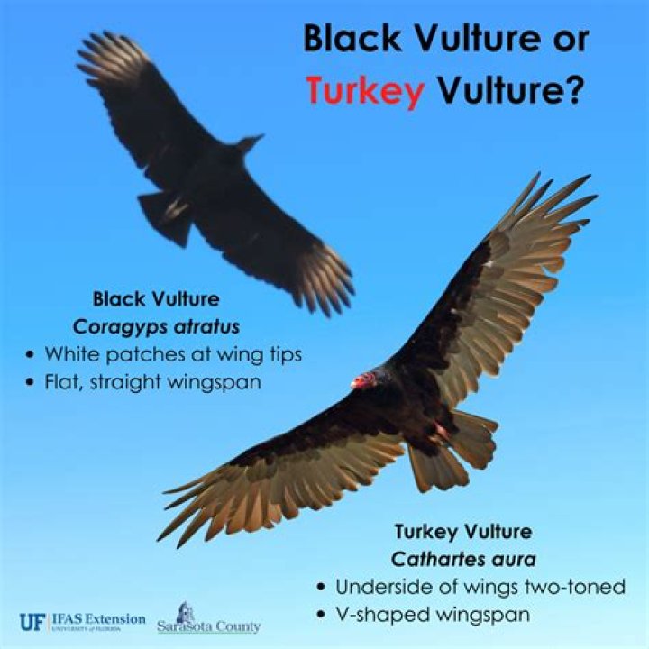 Can you shoot a turkey vulture?