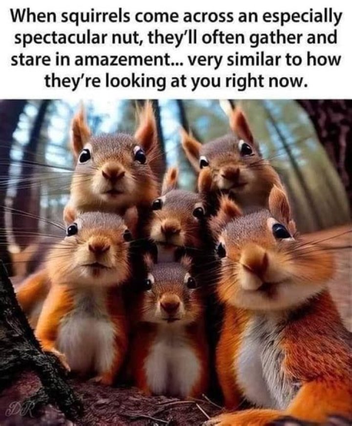 Can you shoot nuisance squirrels?
