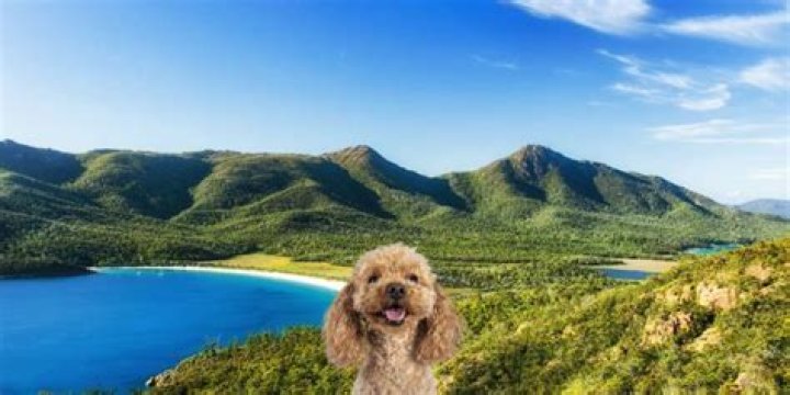 Can you take dogs to condamine gorge?