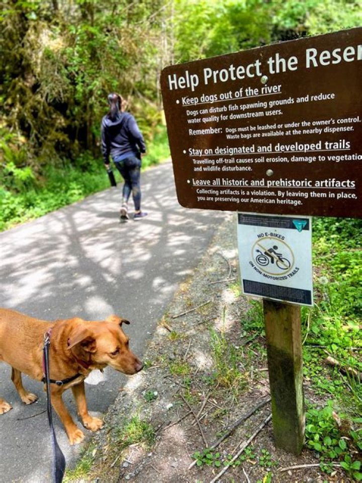 Can you take dogs to pinchot park?