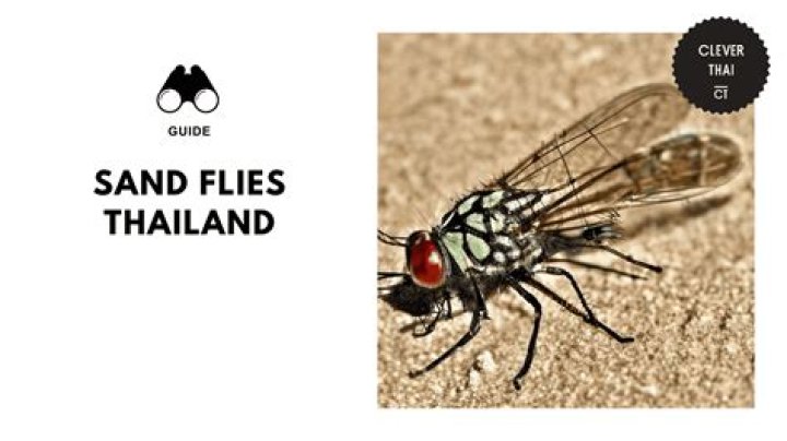 Can you treat sandfly bites?