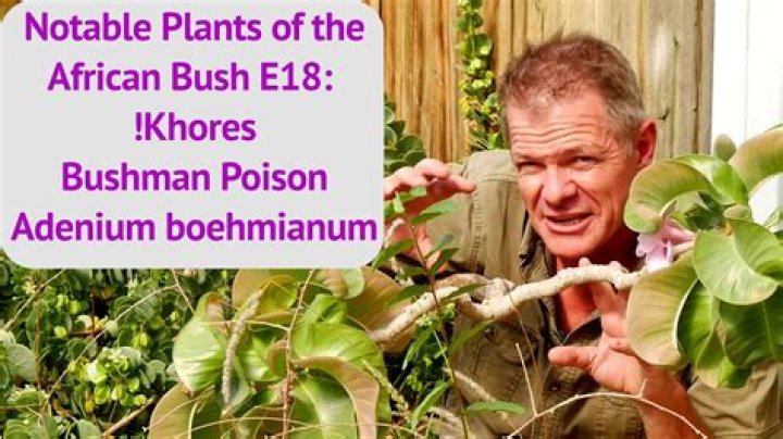 Can you use bushmans on babies?