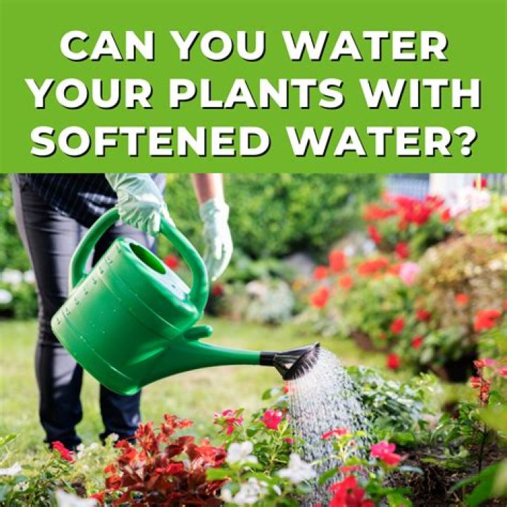 Can you water grass with softened water?