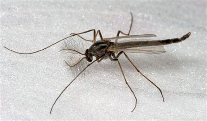 Can zappers kill flies?