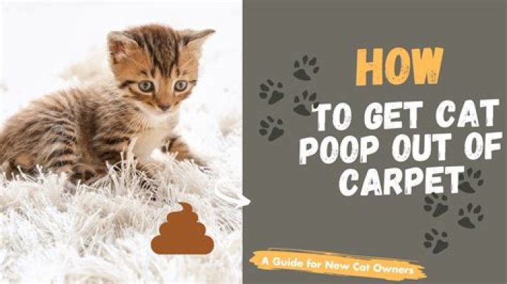 Can't get orphaned kitten to poop?
