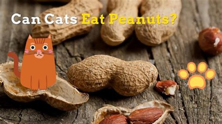 Could cats eat peanuts?