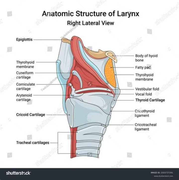 Could explain the structure of larynx?
