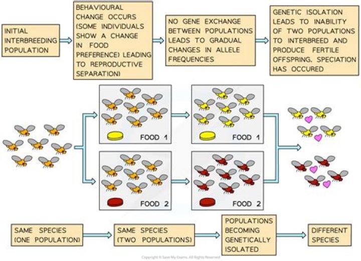 Could genetic drift lead to speciation?