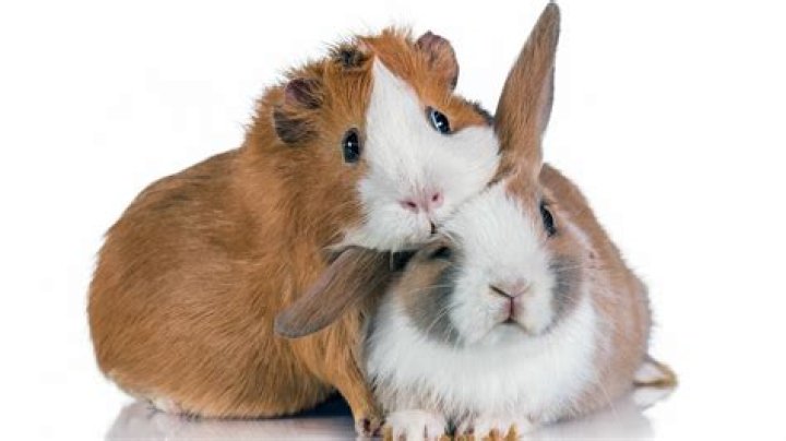 Could guinea pigs kill each other?