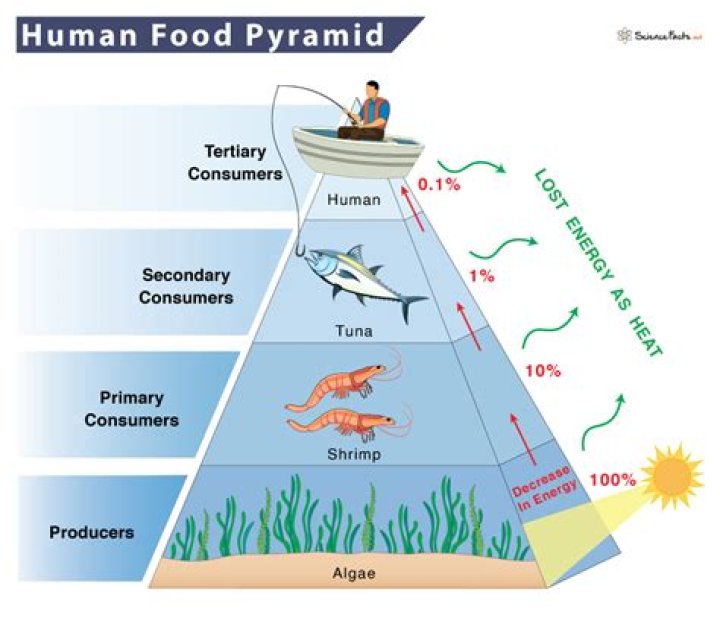 Could humans eat algae?