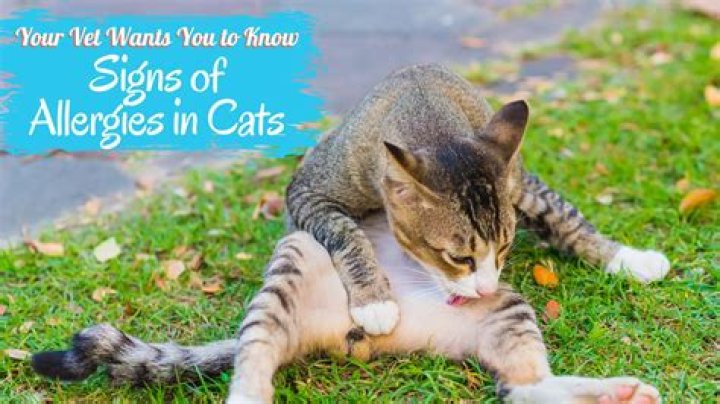 Could i be allergic to cat litter?