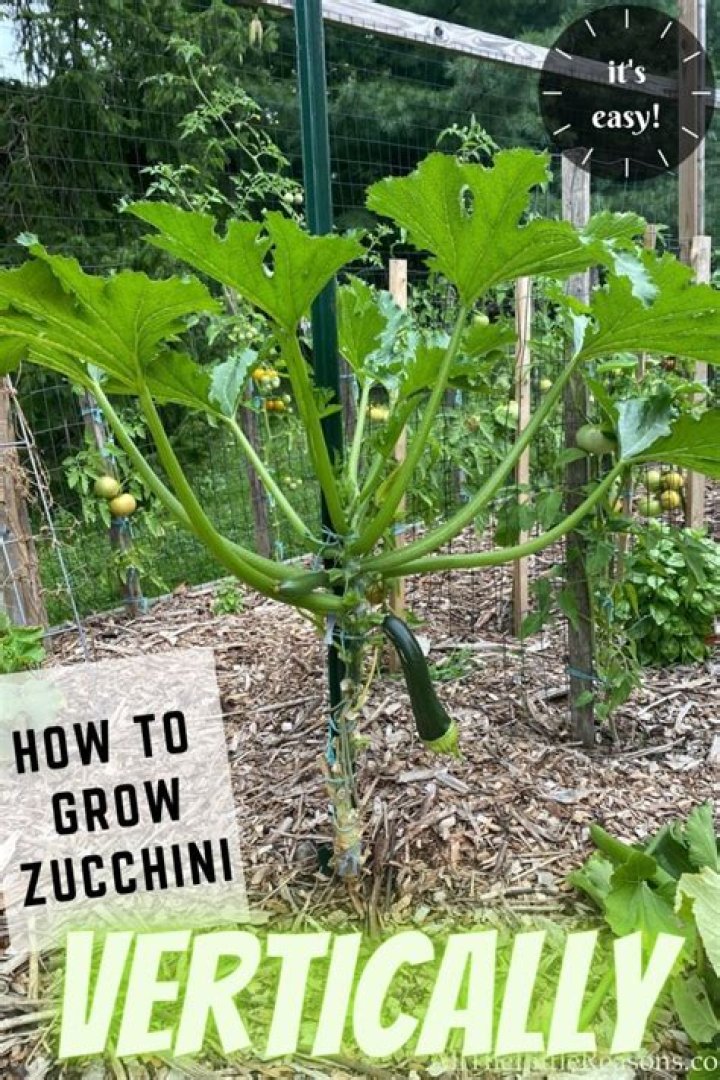 Could i be allergic to zucchini?