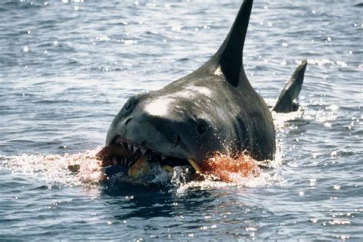 Could jaws be real?